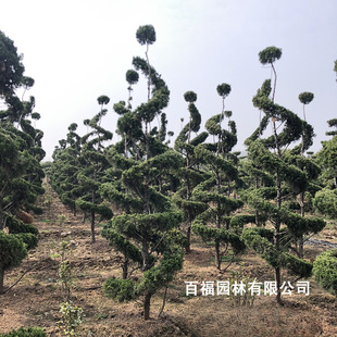 Base Wholesale Modeling Dragon Cypress Tree Dragon Cypress Landscape Tree Panlong Type Dragon Cypress Tree Welcome Consultation