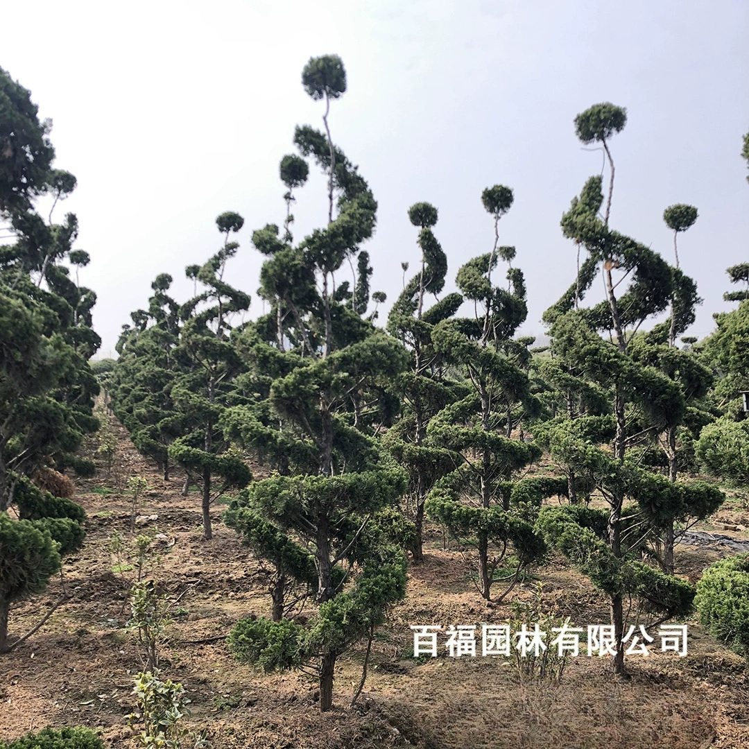 Базовые оптом моделирование Дракон Кипарис пейзаж дерево Panlong Дракон Кипарис Добро пожаловать консультации