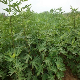 乔木;灌木;园林果树