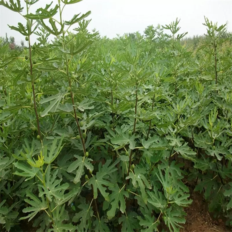 无花果树基地直发批发南北种植皮无花果盆栽地载庭院果苗