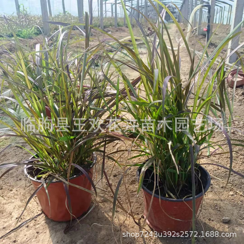 基地批发紫叶狼尾草观赏草地栽盆栽紫叶狼草园林生态绿化草供应