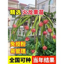 红心火龙果苗果树盆栽阳台庭院南北方四季种植树苗嫁接白心水果苗