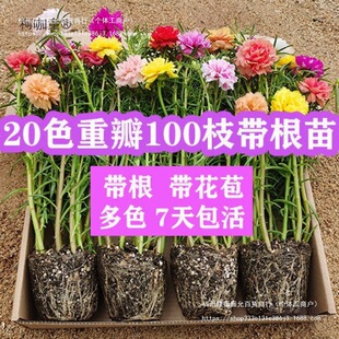 �ذ�̫ꖻ������ļ��_�����Ԏ���������ֲ���ɫ�߲��R�X�{