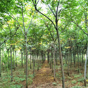 �������l����ľ�G���е�����ľ ���̾G������ϙ��