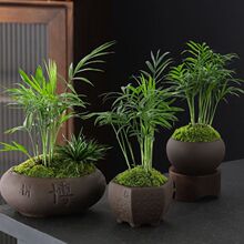 防辐射净化空气吸甲醛植物袖珍椰子绿植紫砂桌面凤尾竹带盆栽好