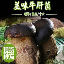 黑牛肝菌雲南省特產新鮮菌子菌類鮮貨新鮮蔬菜食用鮮菌菇