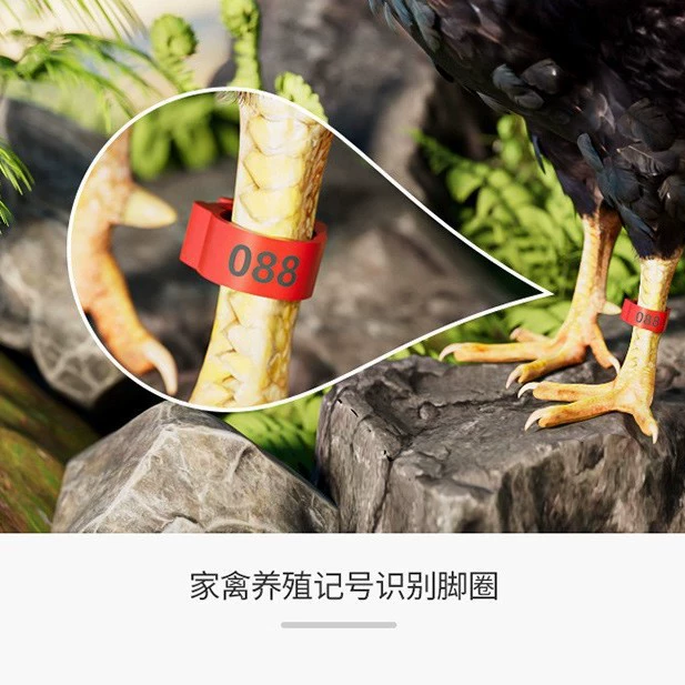 Кольца для кур, цыплят, голубей, уток и гусей; кольца для маркировки и идентификации.