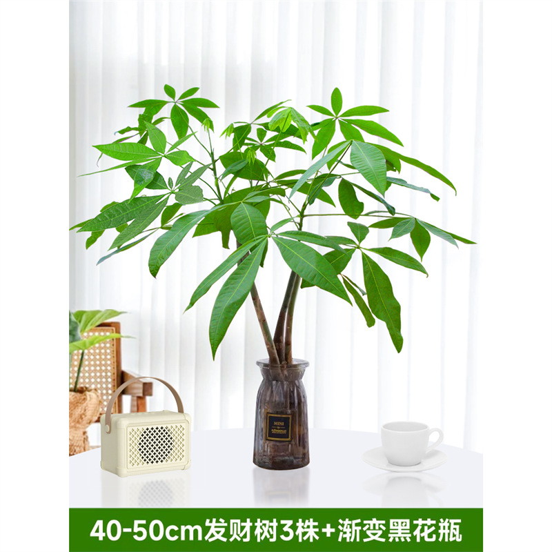 40-50cm 머니트리 3개 [검은색 그라데이션 꽃병 포함] 영양액 1팩 포함