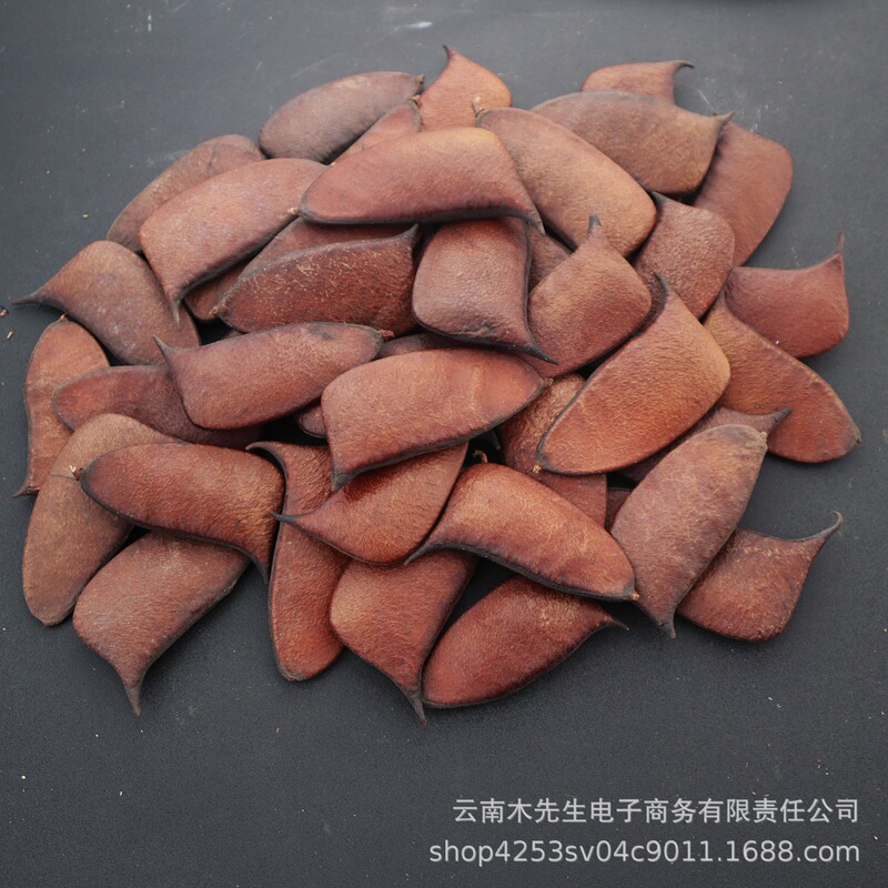 Musical Note Beans】Natural Fruit Pods DIY Materials Dried Fruit Plant Specimens Garden Decoration Musical Note Beans】Natural Fruit Pods DIY Materials Dried Fruit Plant Specimens Garden Decoration