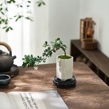 小盆景福建茶盆景造型老桩开花结果桌面植物办公室好养绿植花卉