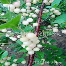 �י���܇���Ә�����Ҙ��m�Ϸ������Nֲ����ͥԺ���䰫���љ�����