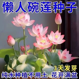 Bowl Lotus Seeds, Colorful and Multicolored Hydroponic Flowers, Water-Cultured Four-Season Lotus, Fragrant Lotus Root, Green Plants, Hydroponic Lotus Seeds