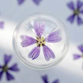 锦葵 干花押花压花台灯真花diy材料包 植物标本 书签台灯花瓣装饰