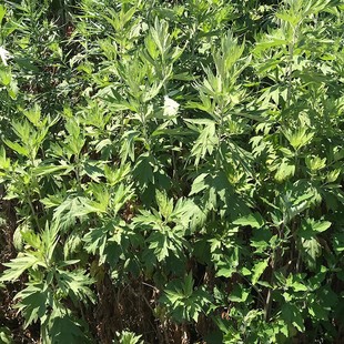 Dragon Boat Festival Mugwort Household Whole Plant Dragon Boat Festival Mugwort Leaves Now Picked and Delivered 20 Branches Packed Without Roots