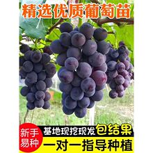 葡萄树特大巨峰无籽阳光玫瑰蓝宝石南爬藤北方种当年结果