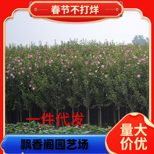 һ�����l�������l�G����ľ����ľ�Ȼ����� 3���֪��Uľ�Ȯ����_��