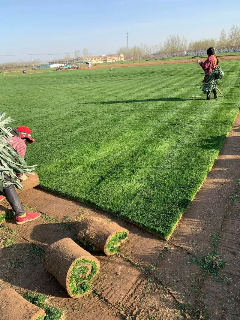 Оптовая зеленый газон настоящая трава инженерный газон с почвой вырезать бесплатно Тайвань трава Манила фрукты хребет трава двор сад