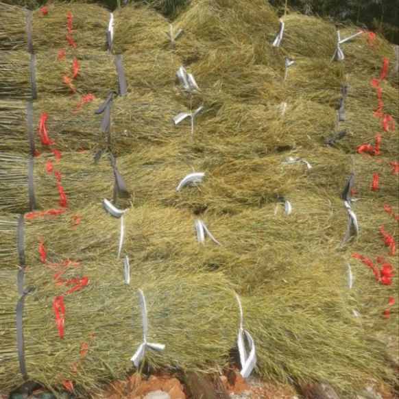 Оптовая продажа новой ветки Erhuang метла саженцы шерсти старая ветвь Jinzhi метла саженец забор забор железный забор