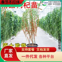 һ�����l������轘������Լt������S��轵����ϱ���ʳ�ñ����߲�