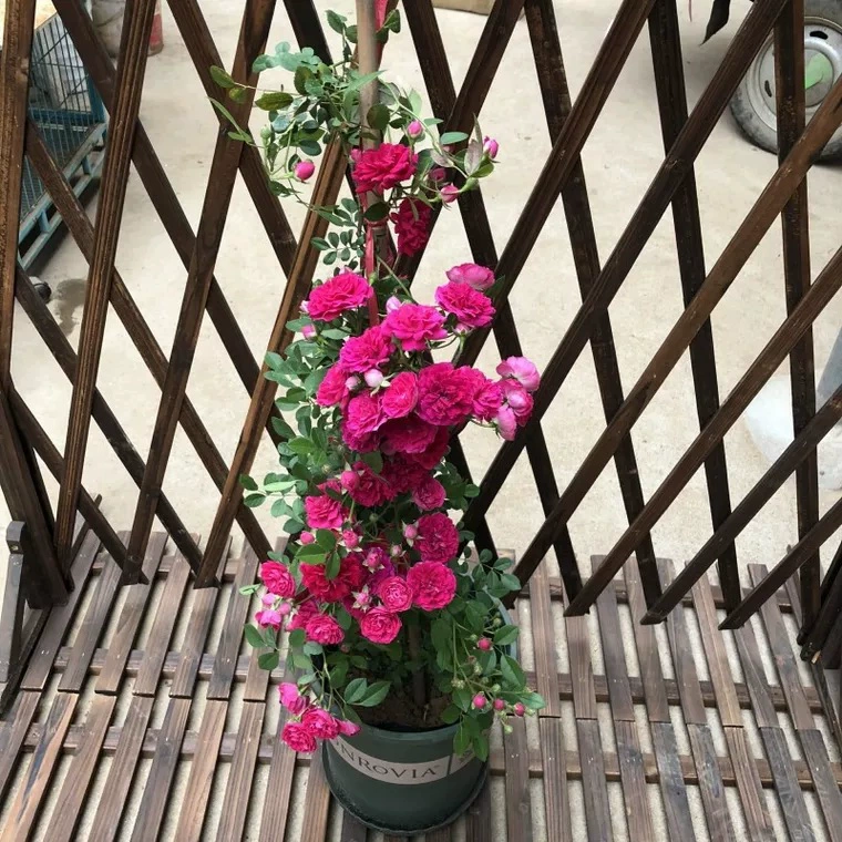 Восхождение и восхождение виноград садовое растение qilixiang tilexiang Роза Окленд цветок красный Оклендский цветок Горшечное растение