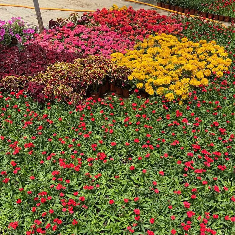 Саженцы седума «Восемь сокровищ» для инженерных работ, саженцы седума «Восемь сокровищ» различных размеров, полные сорта и характеристики для заводского зеленения.