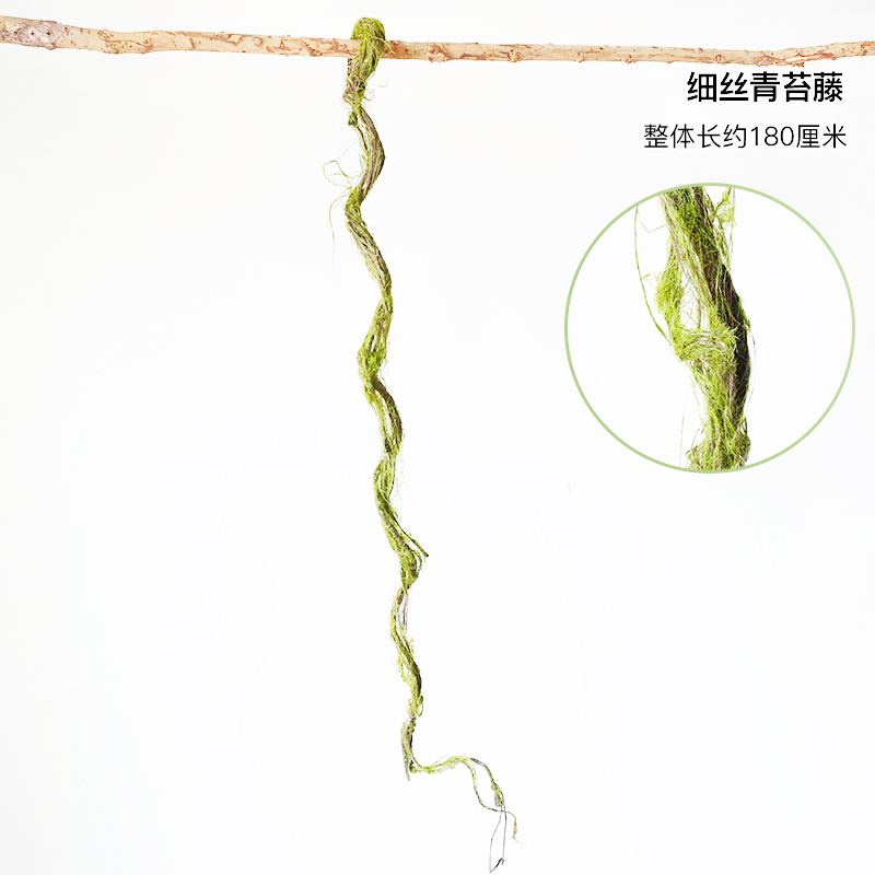 Thin Moss Vine - Dry Branch