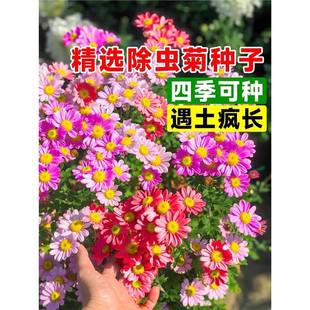 ���x�ջ��N�����ļ����N�_���m������ͥԺ�Nֲ��òݷN�Ӵ�ȫ����