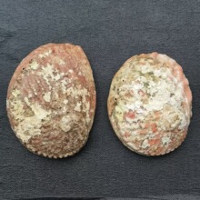 ���޺ֲ��Ϸǰ��y�U�G�{�h�S���U�~����β��ȼȼ����ؐ�����l