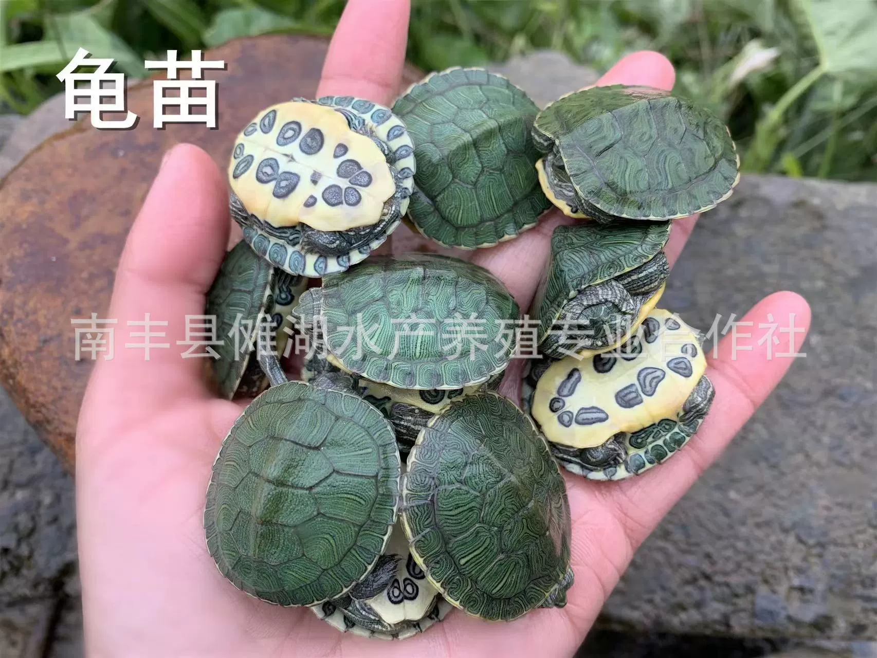 [3-4 см бразильская черепаха оптом] живая домашняя черепаха за пределами пруда красноухая черепаха счастливая черепаха декоративная черепаха домашняя черепаха