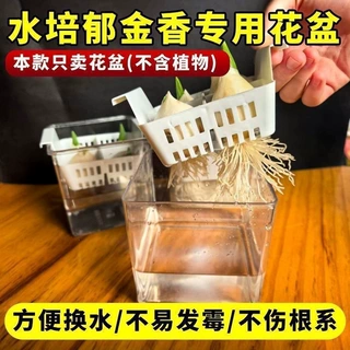 水培花盆分格郁金香百合花专用透明可视含定植蓝器皿透气家用花盆