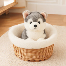 乖乖狗毛绒玩具婚庆抛洒公仔可爱哈士奇西高地狗狗玩偶生日礼物