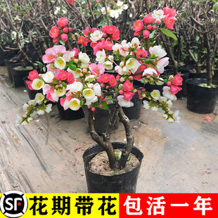 һ�����l���Ļ����Ԙ����辰�ذ��_���Ϙ�ͥԺ�Gֲ���҃��ļ�����