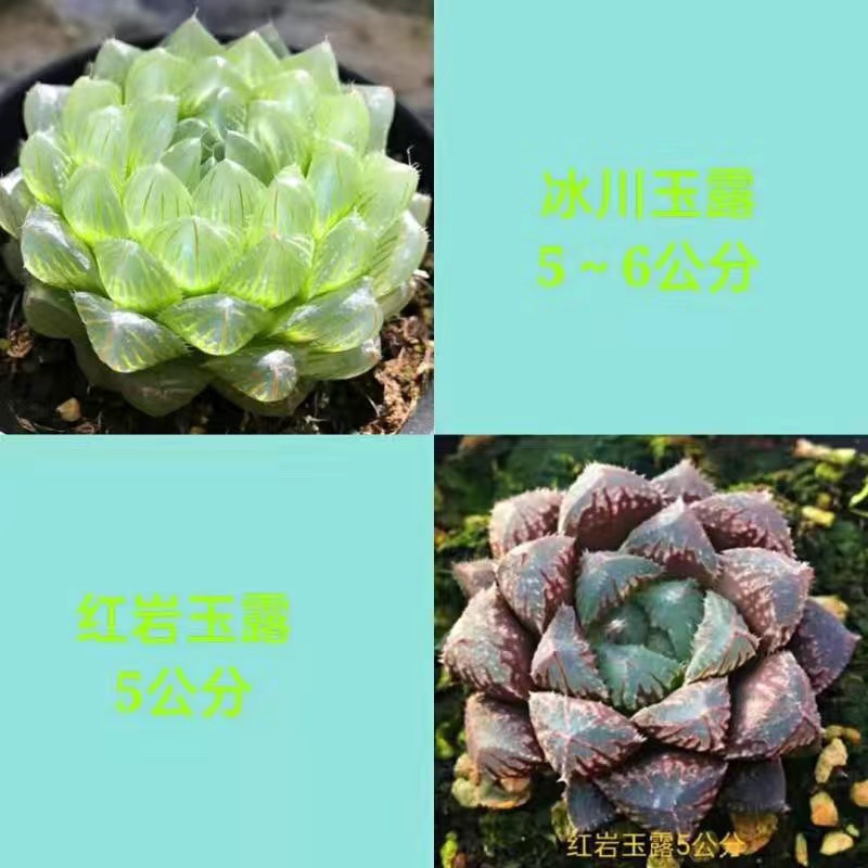 빙하 + 붉은 바위 (무료 컬러 스톤)