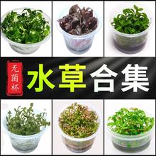 �o����ˮ���쾰�~�������ձ�������ſ��ţë���ݴ���wֲ��ǰ����