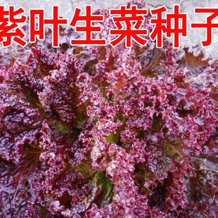 ��ͥ�@ˇͥԺ�̨�Nֲ�߲�ɳ�������~���˷N���~���n���ѿ�ș����