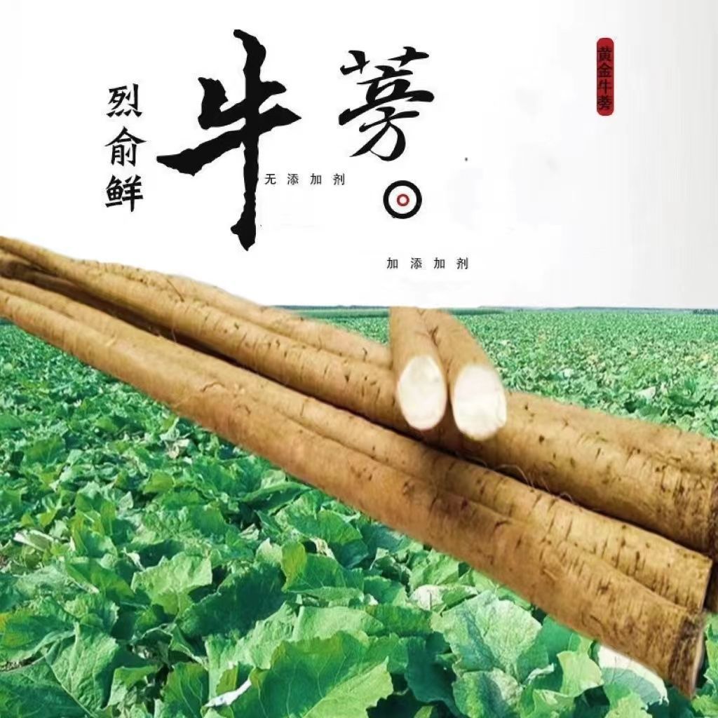 牛蒡新鲜徐州牛蒡根3-10斤装农产生鲜蔬菜牛蒡茶原料包邮