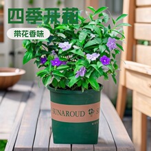 �pɫ�����������҃��̨�ļ��_��������Bֲ�������軨��