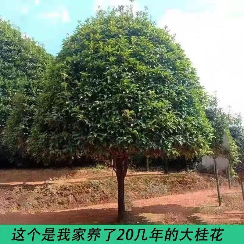 大型桂花树苗原生金桂丹桂庭院别墅地栽浓香型植物耐寒四季桂绿化