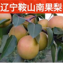 鞍山南果梨5斤东北南国梨香水梨子大果新鲜非冻梨