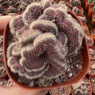 �ʲ�  �Y�����������l�����Ը�����Nֲ