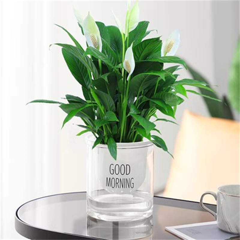 Douyin의 같은 스타일 흰색 야자 6-8 식물과 꽃(좋은 아침 분지) + 영양 용액