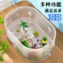 生态两用水陆新手缸