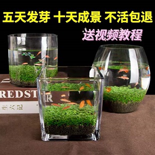 ���B������ƿ͸������С�~��ˮ��ֲ������ˮ�ݷN�����ļ�΢���^