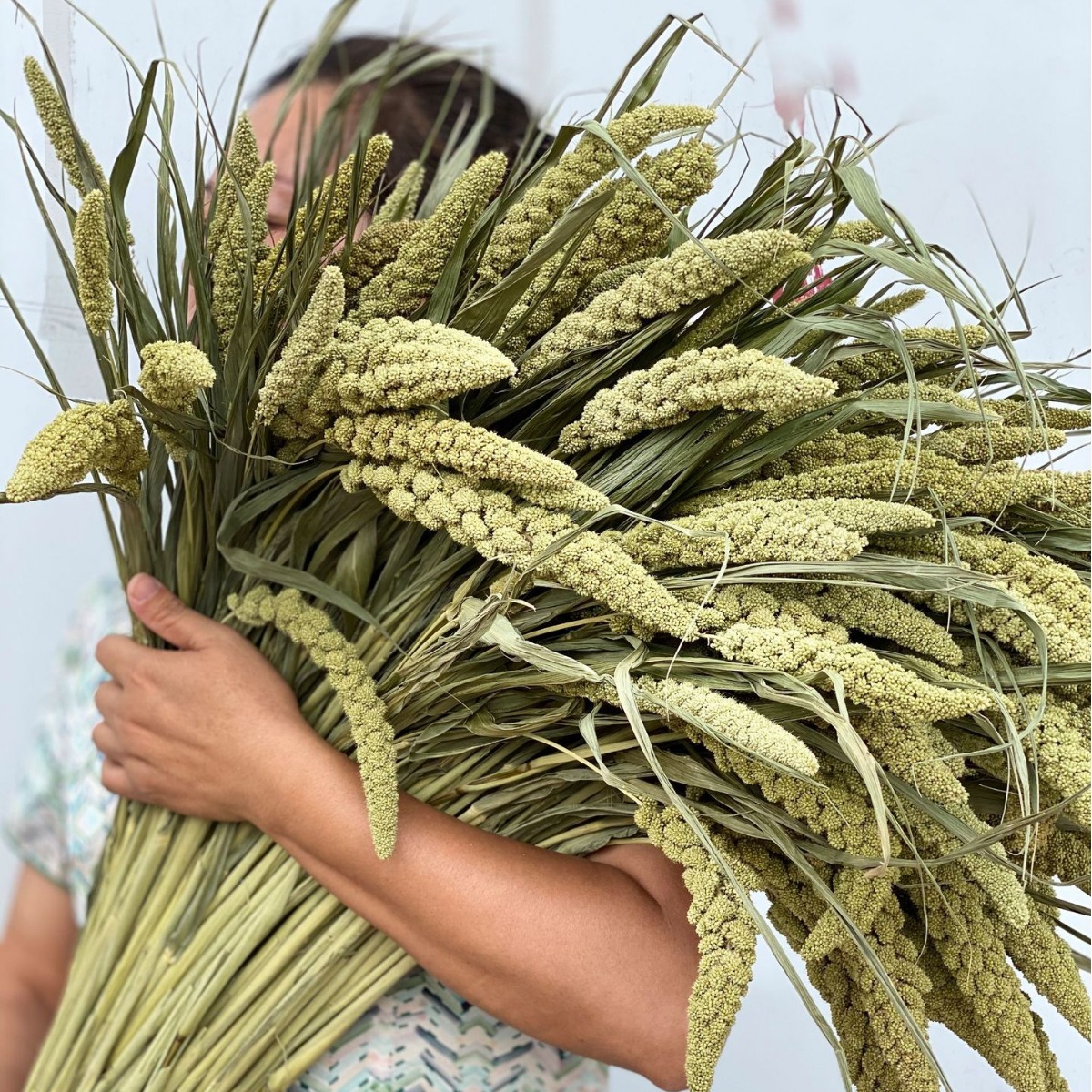 Épis de riz naturels Xiaomi, accessoires de photographie et décoration intérieure artistique, fleurs séchées à faire soi-même, vente en gros_voghion.com