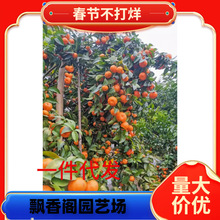 ����ɳ���ٹ�����ͥԺ���Դ�����玧���ϱ����Nֲ�����Ԯ���Y��