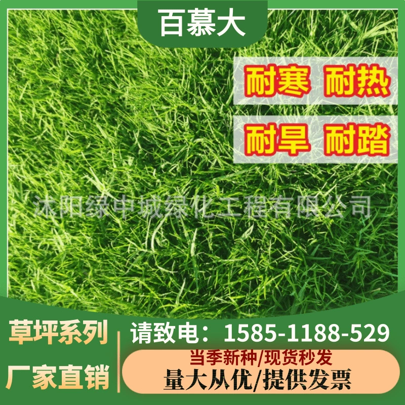 Карликовые Бермуды Семена Трав Озеленение Газон Семена Травы Вечнозеленая засухоустойчивость и попрыгивание Толерантность Двор Высококачественные Семена газона