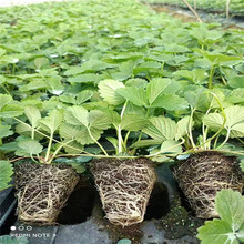 山东草莓穴盘种苗基地直供 草莓穴盘种苗价格  欢迎实地看苗选苗