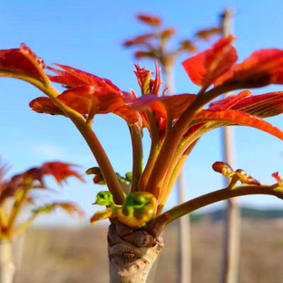 �Ĵ��㴻���ؑc�㴻�� �F���㴻�� ����㴻�� ���ϼt���㴻