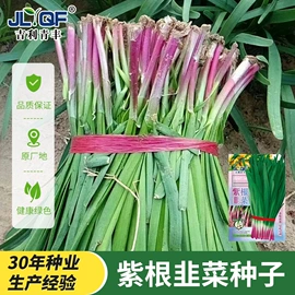 蔬菜种子