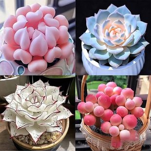 �¿����ֲ�����ԽM�ς�Ӱ���ۼt�������ֺ��B�ͺ��k�������ݗ��